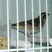 Black-throated Canary